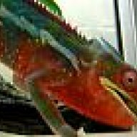 hilohi