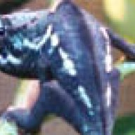 CammieNLeno
