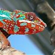 ChromaChameleons