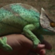 dragonbreeder
