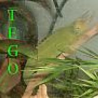 tegoreyes