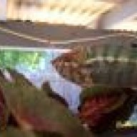 Furcifer916