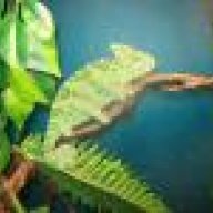 babybopthechameleon