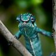 Cameochams