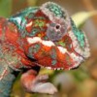 chameleon conjurer
