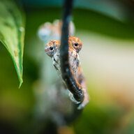 Treetop Chameleons