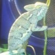 CrazyChameleon5