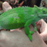 KwaziChameleon