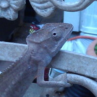 nightanole