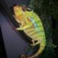 trumpetmonkey