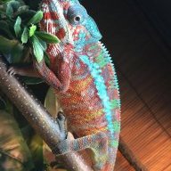 bluebar