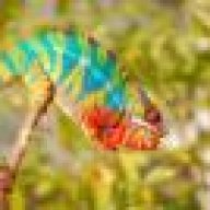 Chameleonbeeb