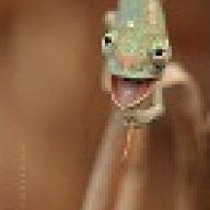 ImAChameleonKindaGuy