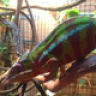 XtremeReptiles