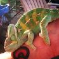 Pascal18