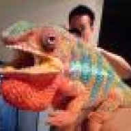 alvindogg