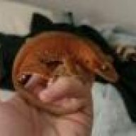 Rachadactalous