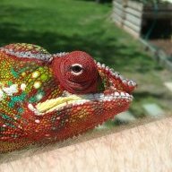 Volta