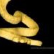 tylersreptiles13