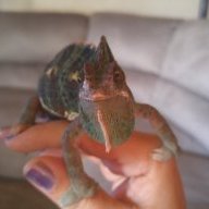ReptileLady79