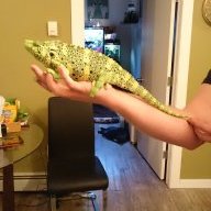 Cagethechameleons