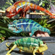 ChameleonBrothers