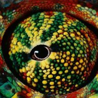 Generation Chameleon