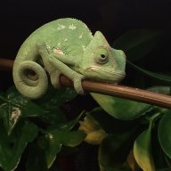 CutieChameleon