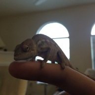 Loki Nosy Be
