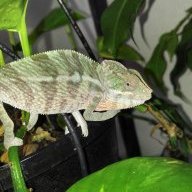 PdragonChameleons