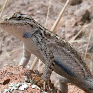 LearningLizard