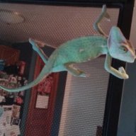 315reptile