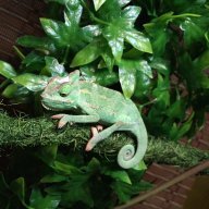 Nugthechameleon