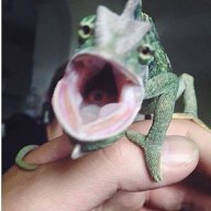 Flip_the_chameleon