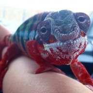 RedsPantherChameleons