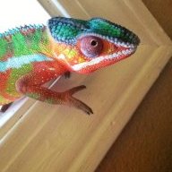 How Many Crickets Per Day Chameleon Forums