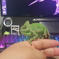 crankyasian