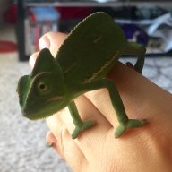 Green_gomez