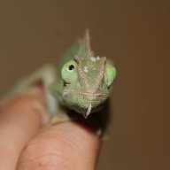 sebastianthechameleon