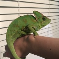 Randall-the-Chameleon