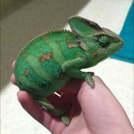 YoshiChameleon