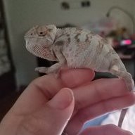 zoester
