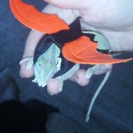 RainbowBatsy