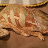 LizardLady4
