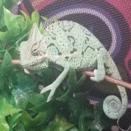 ChameleonLover513
