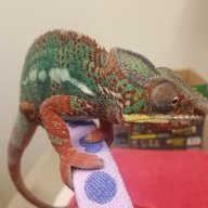 Vizzini