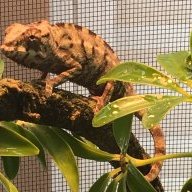 Lizard05