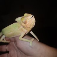 Bibinoria