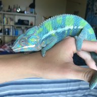Cooper_the_Chameleon16