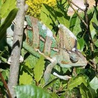 KdChameleon